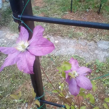 Apartman-maja-krk Krk Town