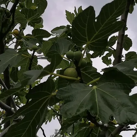 Apartman-maja-krk Apartament Krk Town